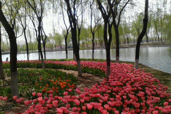 栾城樱花公园旅游攻略