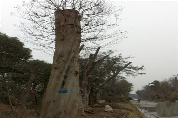 武进艺林园旅游攻略