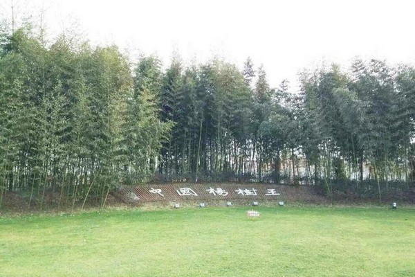 泗阳中国杨树博物馆旅游攻略