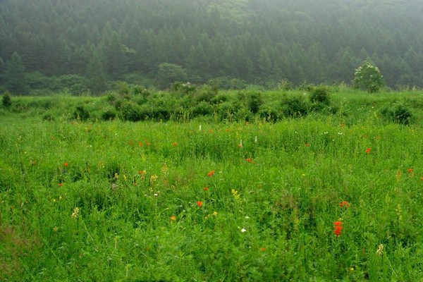 河北黑龙山国家森林公园旅游攻略