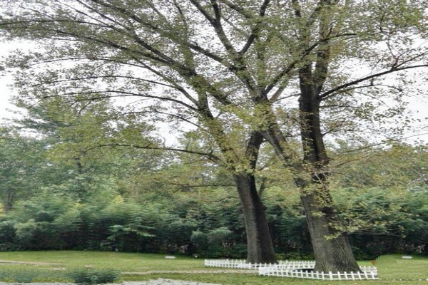 泗阳中国杨树博物馆旅游攻略