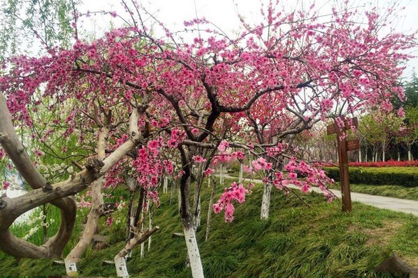 泰州凤城河风景区旅游攻略