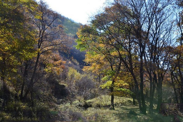 河北黑龙山国家森林公园旅游攻略