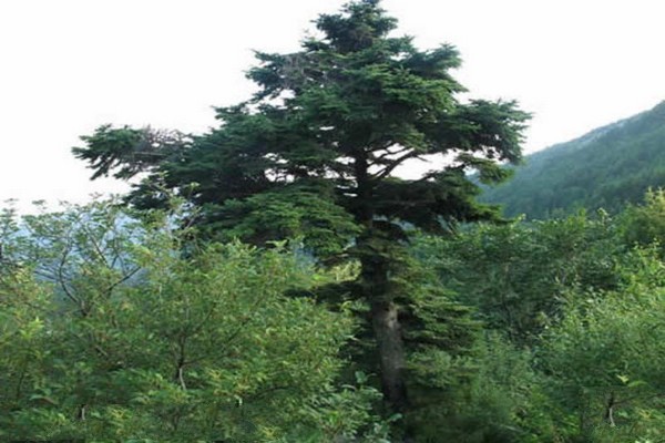 河北雾灵山自然保护区旅游攻略
