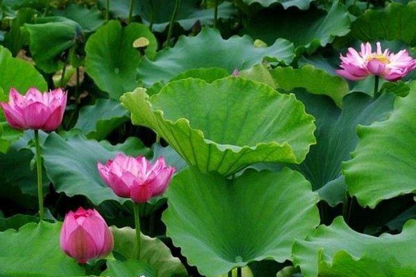 淮安金湖荷花荡景区旅游攻略