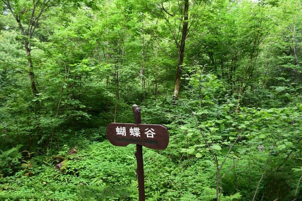白山露水河国家森林公园旅游攻略