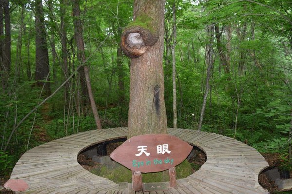 白山露水河国家森林公园旅游攻略
