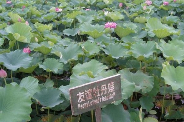 淮安金湖荷花荡景区旅游攻略