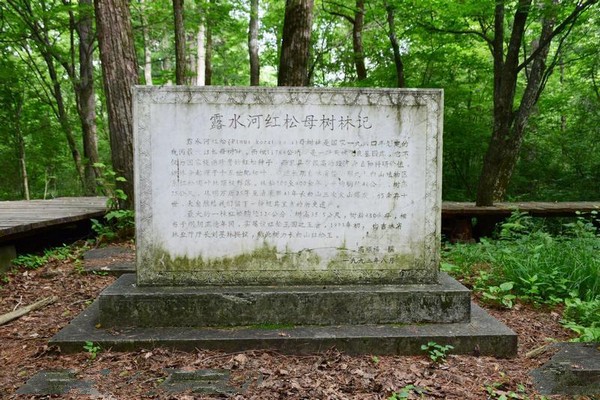 白山露水河国家森林公园旅游攻略