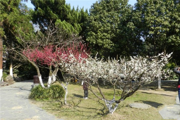 溧阳高静园旅游攻略