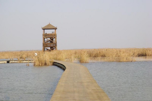 盐城丹顶鹤湿地生态旅游区旅游攻略