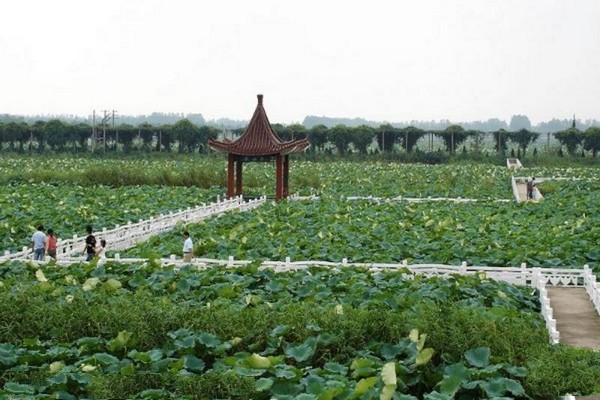 淮安金湖荷花荡景区旅游攻略