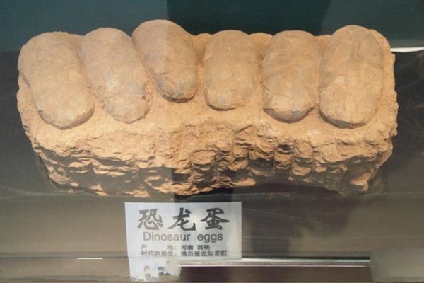石家庄经济学院地球科学博物馆旅游攻略