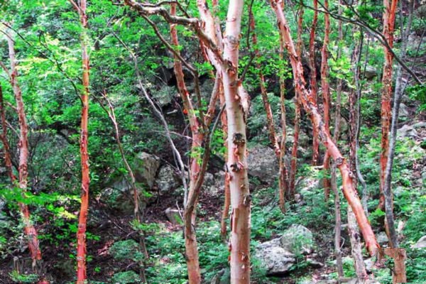石家庄黑山大峡谷景区旅游攻略
