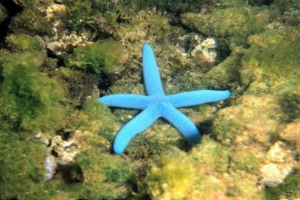 秦皇岛新澳海底世界旅游攻略