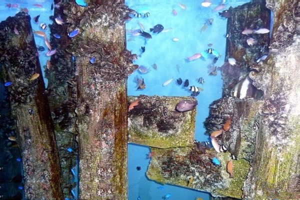 秦皇岛新澳海底世界旅游攻略