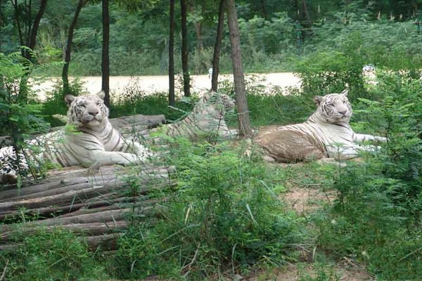 秦皇岛野生动物园旅游攻略