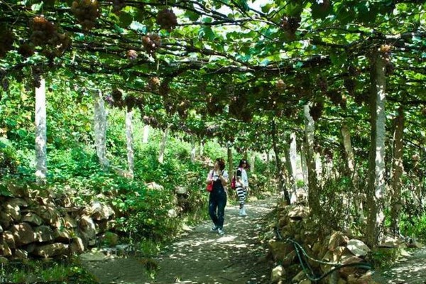 秦皇岛昌黎葡萄沟旅游攻略