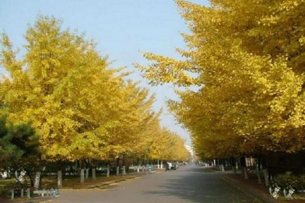 辽宁大学旅游攻略
