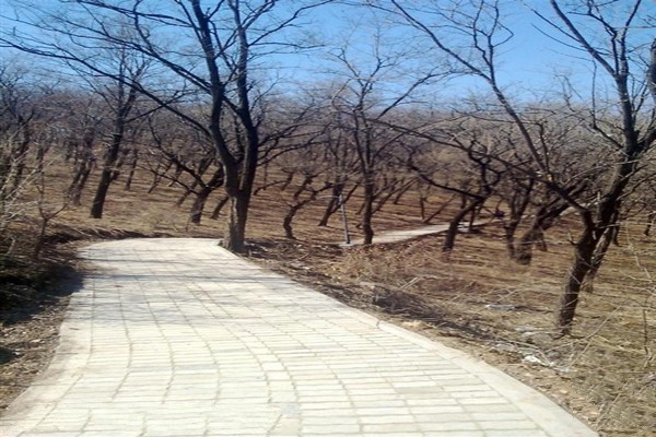辽源向阳山森林公园旅游攻略