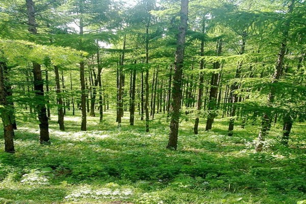 辽源向阳山森林公园旅游攻略