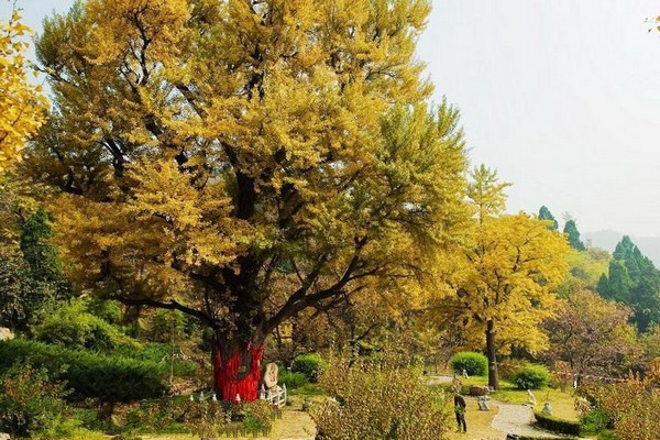 遵化禅林寺古银杏风景园旅游攻略
