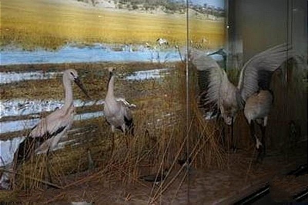 通榆向海国家级自然保护区旅游攻略