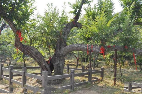 邳州古栗园旅游攻略