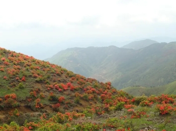 旗山