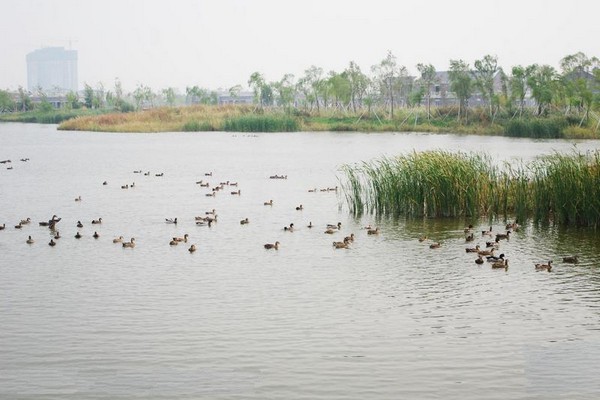 长春北湖湿地公园旅游攻略