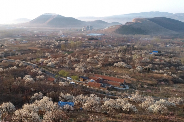 梨花山图片