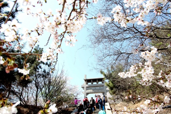 樱花山图片
