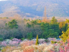 梅花山