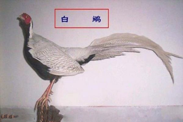 阳泉翠枫山旅游攻略