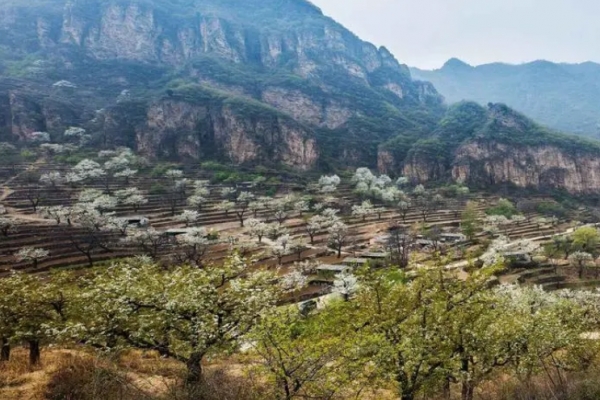 梨花山图片