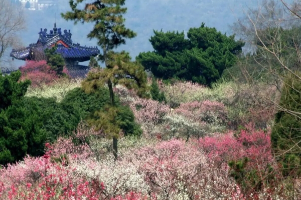 梅花山图片