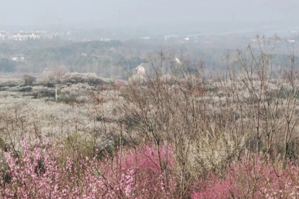 梅花山图片
