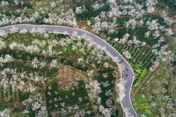 樱桃山图片