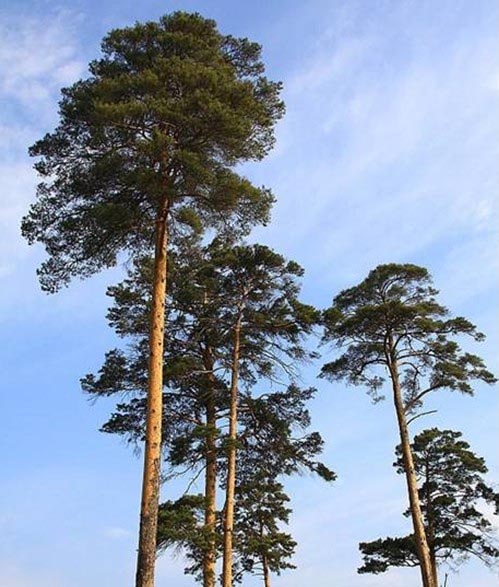 长白山风景区旅游攻略
