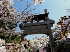 樱花山