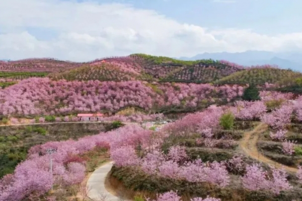 樱花山图片