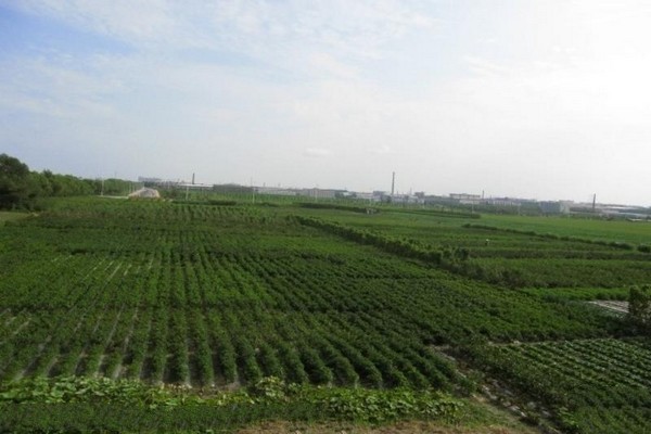 黑龙江省农业科学院园艺分院旅游攻略