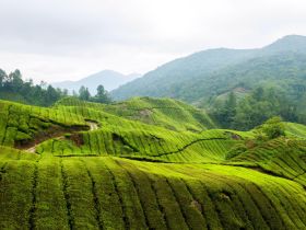 茶山