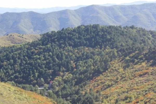 诸龙山图片