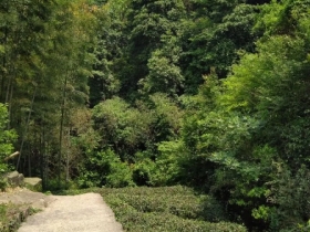 诸葛仙山