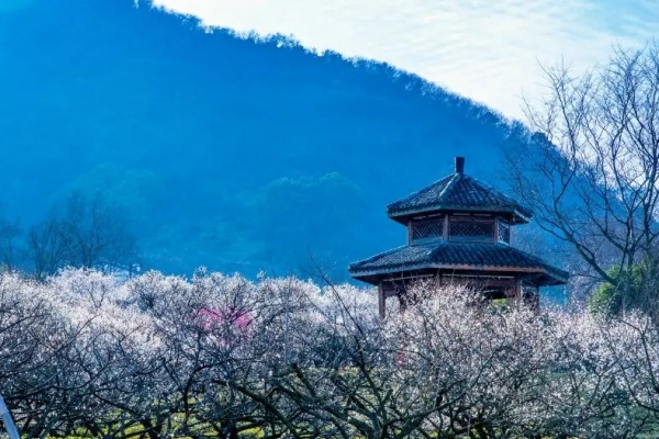 超山图片
