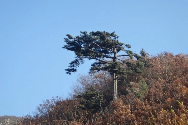 雪帽山图片